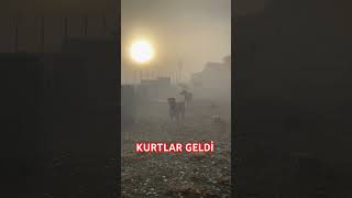 KÖPEKLERİN KIŞIN KURTLARLA MÜCADELESİ BAŞLADI anadoluçobanköpegi safkangal [upl. by Fadden]