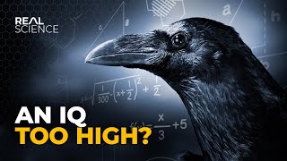 Why Crows Are as Smart as 7 Year Old Humans [upl. by Bourke982]