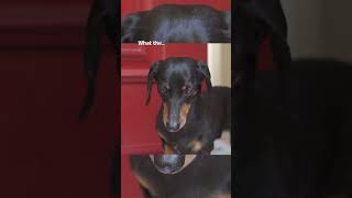 How dachshund puppy arrived at new home [upl. by Nosac]