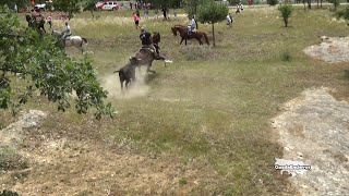 Novillos Valientes en Soria  La Saca Soria 27062024 GuadaEncierros [upl. by Sivlek132]