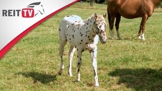 Rasseportrait  Der Appaloosa  die Geschichte der bunten Pferderasse [upl. by Whipple]