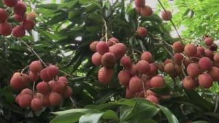 Veracruz Agropecuario  Litchi [upl. by Anavas]