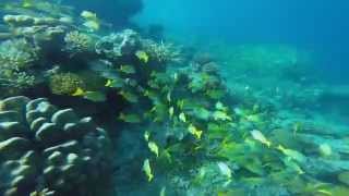 Snorkeling nellatollo di Felidhoo con Maldive Alternative [upl. by Arvind841]