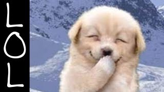 Funny Dogs  Worlds Funniest Dog Video Ever [upl. by Helali]