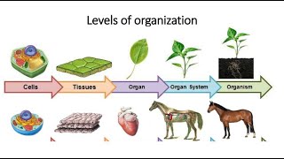 Levels of Organization in Biology [upl. by Okimuk]