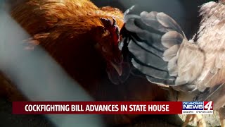 Oklahoma legislature advances bill demoting cockfighting from felony to misdemeanor [upl. by Leilani]