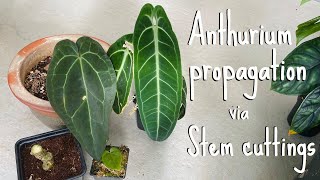 Anthurium propagation Stem cuttings [upl. by Riella102]