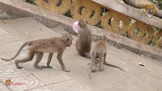 Monkey video Prank monkey funny monkey monkeyvideo animals funnyanimal [upl. by Chafee]