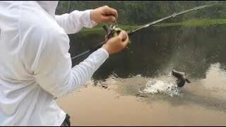 Arapaima Lodge  Fishing Arapaima  Pesca Pirarucu  Bolivia 2024 [upl. by Kirrad]