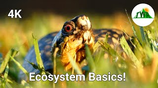 Ecosystems Episode 1 What is an ecosystem [upl. by Eydnarb784]