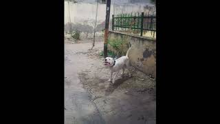 Dogo Argentino attack stranger on Owner command [upl. by Atsiuqal]