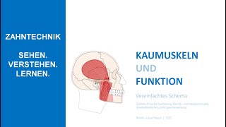 Kaumuskeln und Funktion  Vereinfachte Darstellung [upl. by Puri]