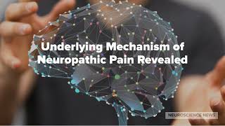 Underlying Mechanism of Neuropathic Pain Revealed [upl. by Ayna]