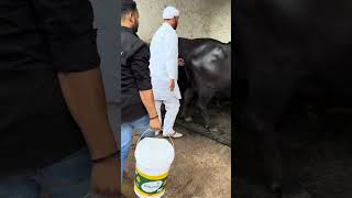 हरियाणा के पशुपालक डेरी फार्म dairyfarming buffalo bull cow dairyfarm Pashupalan Vibhag [upl. by Notanhoj565]