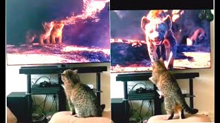 The Lion King Pets Reactions [upl. by Hittel]