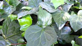 Algerian Ivy  Hedera canariensis  Madeira Ivy ground cover HD 02 [upl. by Nohsauq]