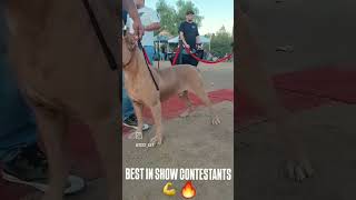 Best show cane corso [upl. by Lleraj]