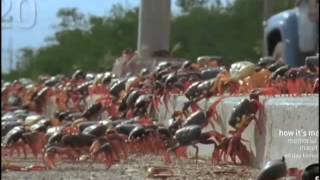 Swarming Cuban Land Crabs [upl. by Vandervelde458]