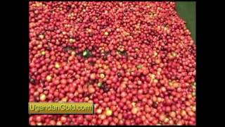 Uganda Coffee growing processes Part 1 [upl. by Ardnal]