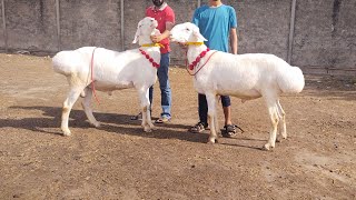 Turkey Dumbe  Talagang Mandi Ka Maal  white Dumbe  Sindhi Bakre  Lahore Mandi Shahpur [upl. by Justen]