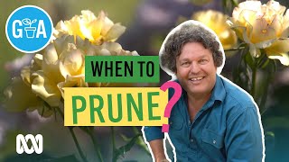 When To Prune Your Plant  Gardening 101  Gardening Australia [upl. by Zohara790]