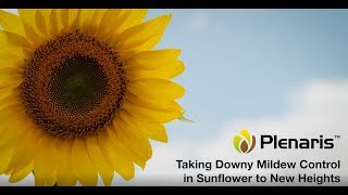 PLENARIS™  Taking Downy Mildew Control in Sunflower to New Heights [upl. by Ynoffit738]