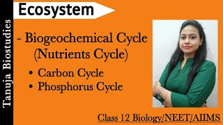 Ecosystem  Nutrients Cycle  Biogeochemical Cycle  Carbon Cycle  Phosphorus Cycle  NEET [upl. by Annig]