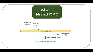 Nested PCR [upl. by Aikcin704]