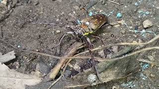 Batocera Rubus  Free video and footage No copyright stock clip [upl. by Ordnas]