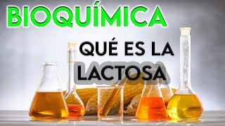 22 ¿QUÉ ES LA LACTOSA  BIOQUÍMICA [upl. by Garlinda449]