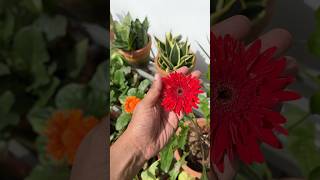 Gerbera plant  jishnuuthaman floweringplants garden homegardens [upl. by Hartmann]