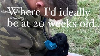 Training my spaniel in the first 12 weeks [upl. by Roxanna]