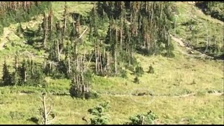 Video Hikers run from a grizzly bear in Glacier National Park [upl. by Akinahc]