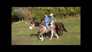 Gaited versus NonGaited DEMO [upl. by Avelin919]