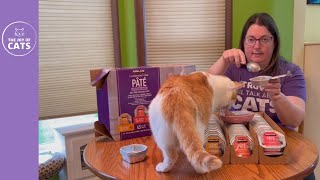 Kirkland Wet Cat Pate Food Review [upl. by Corel]