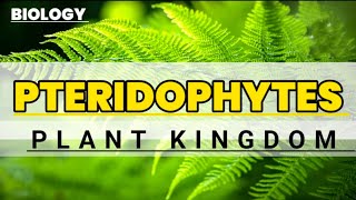 Pteridophyte  General characters  Educational info  Biology [upl. by Lorine]