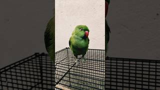 a mithu cute birds parrot [upl. by Darmit]