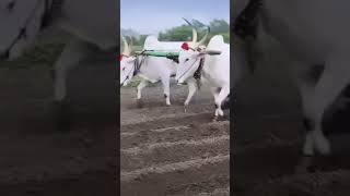 Palledoddi shiva khillari bulls shortsfeedytshortsvillagebulls folkbigbossflokloverraithu [upl. by Ajna]