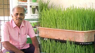 ரத்தத்தில் Hemoglobin அளவை கூட்ட உதவும் கோதுமை புல் Chennai Wheat Grass  Malarum Bhoomi [upl. by Acassej]