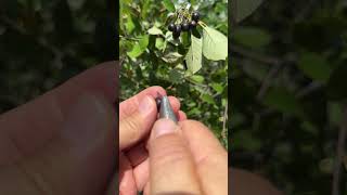 Aronia Berry Chokeberries  a PROVEN super fruit loaded with antioxidants gardening garden [upl. by Esyle]