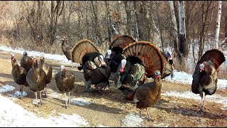 Tom Turkeys Showing Off Synchronized Gobble [upl. by Short]