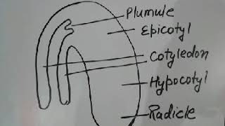 Structure of dicot and monocot embryo  class 12th [upl. by Nyrmac]