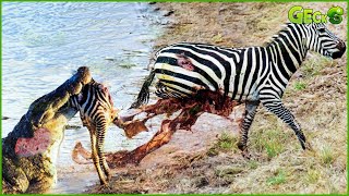 30 Moments Crocodile Attacks Lions Zebras And Other Animals  Animal Fight [upl. by Furie]