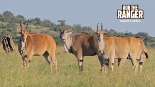 Giraffe And Eland Spotted  Lalashe Mara Ripoi Safari [upl. by Atinaej]