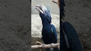 Nashornvogel Hornbill Sound Call Crying shorts funny animals [upl. by Sucy]