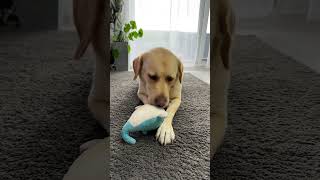 PRZEGLĄD ZABAWEK 🧸❤️labrador labradorretriever funny comedy śmiesznefilmiki funnydogs [upl. by Inittirb]