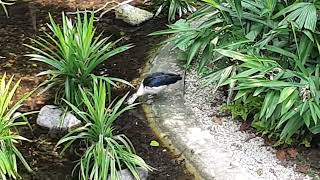 Knobbilled Duck  Bird Paradise Singapore [upl. by Aiclef694]