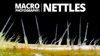 Stinging nettle macro photography tutorial  What makes nettles sting [upl. by Semele]