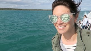 SEEING WHALES IN AUCKLAND  New Zealand [upl. by Earehs526]