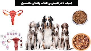 4 اسباب لتاخر الدورة الشهرية  الحيض  في الكلاب والعلاج بالتفصيل DOG ESTRUS DELAYING REASONS amp CURE [upl. by Gibeon]